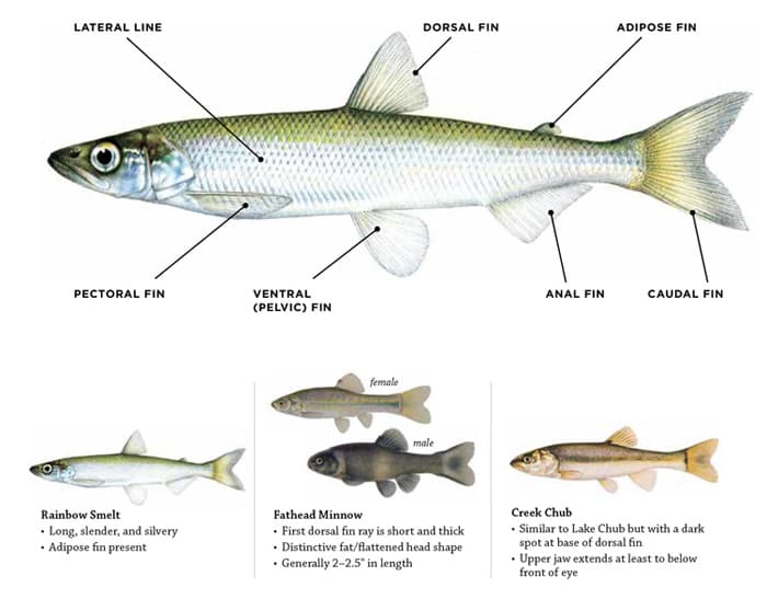 images of baitfish to identify legal and illegal baitfish