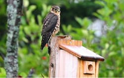 falcon at nest box