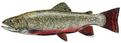 Brook Trout