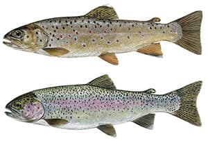Rainbow and Brown Trout