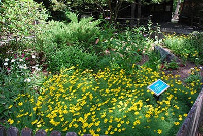 Flower Garden
