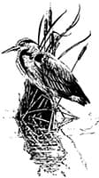 Heron