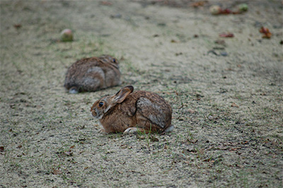 Two New England cottontail
