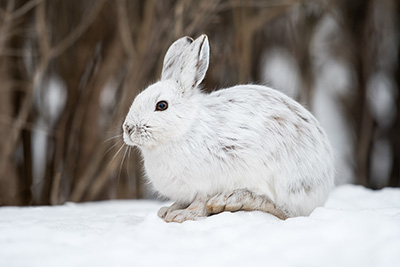 Snowshoe hare in the winter