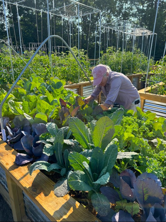 A woman in a pink baseball cap gardening.