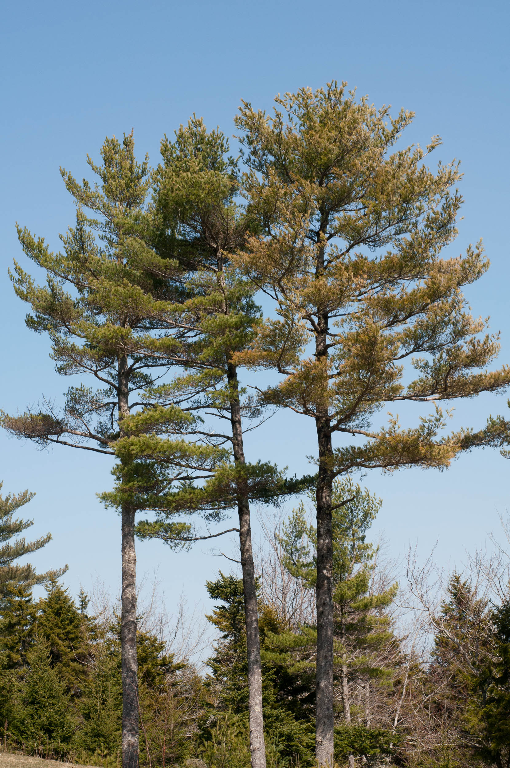 State Tree - White Pine | Maine Secretary of State Kids' Page